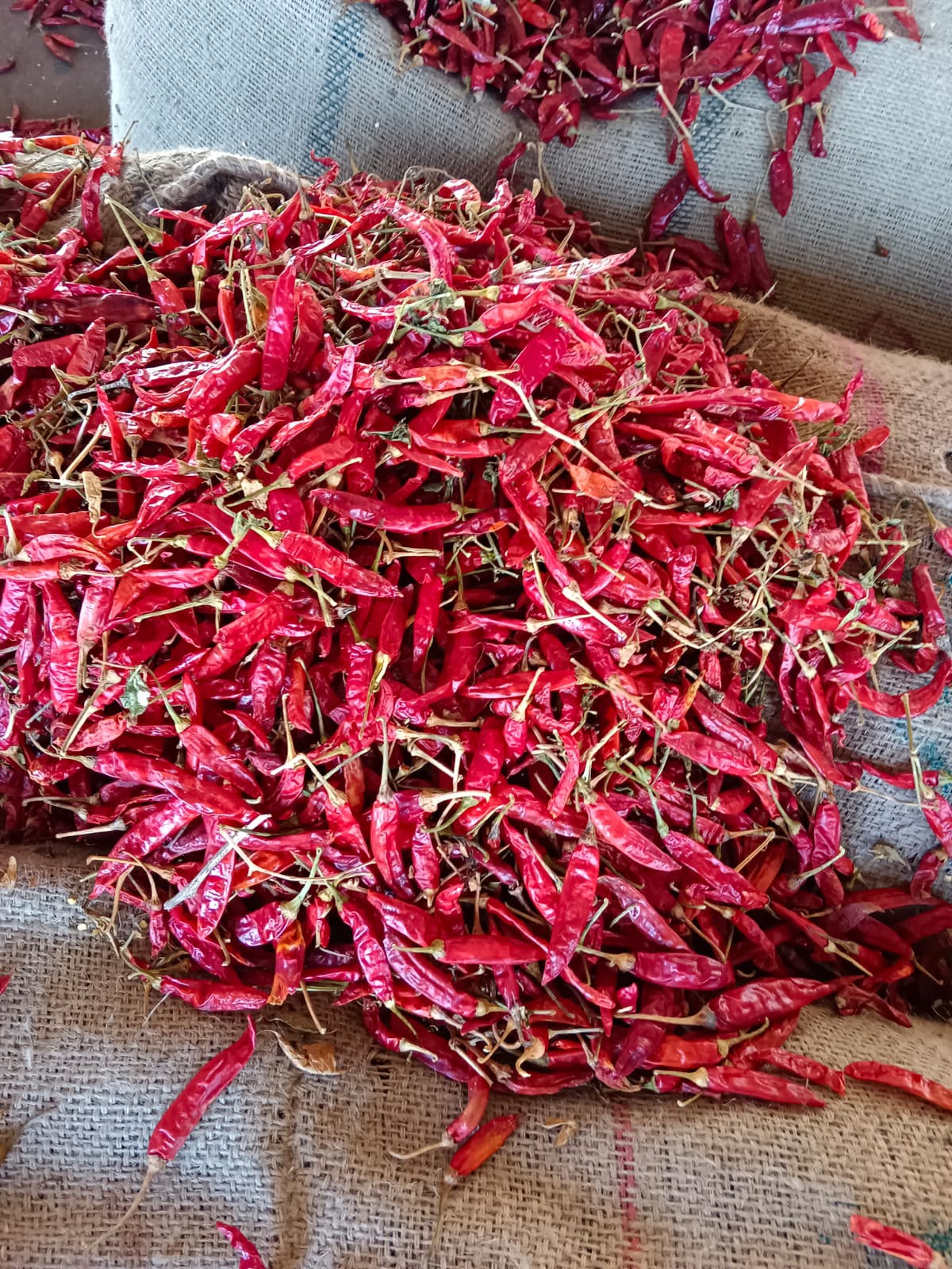 Dried chillies piled on jute sheets
